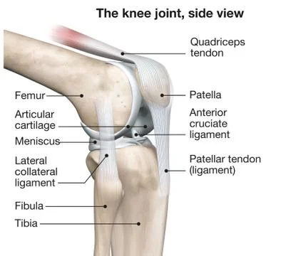 Knee joint anatomy, side view, medical 3D illustration Stock Illustration