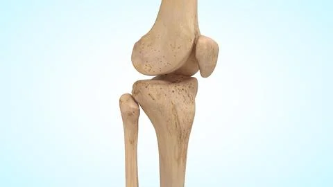 Knee joint bones of 3d illustration Illustrazione stock