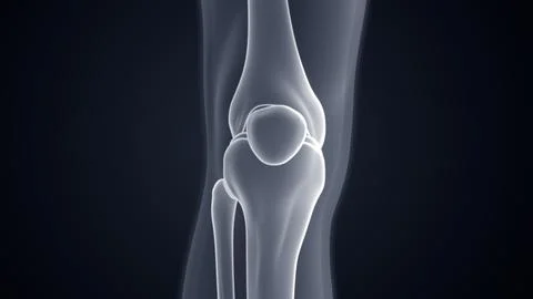 Knee joint bones anterior view Xray Microscopy 3d illustration Illustrazione stock