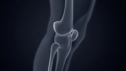 Knee joint bones lateral view Xray Microscopy 3d illustration Illustrazione stock