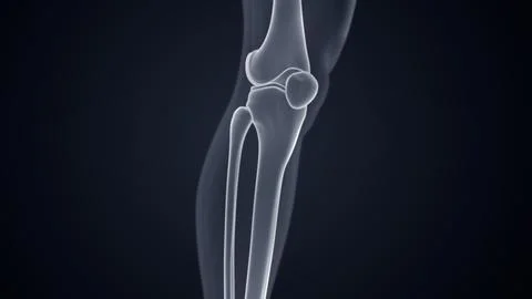 Knee joint bones Xray Microscopy 3d illustration Stockillustratie