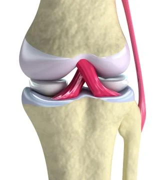 Knee joint closeup view. Isolated on white Stock Illustration