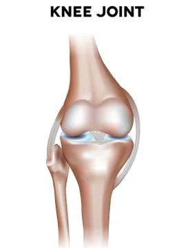 Knee joint Stock Illustration