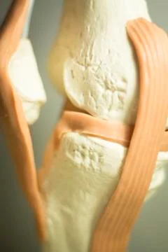 Knee joint meniscus tendon model Stock Photos