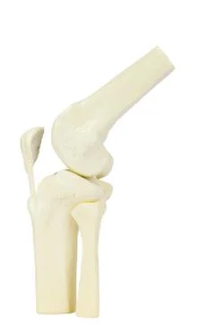 Knee joint model of human leg Stock Photos