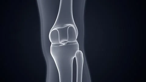 Knee joint posterior view Xray Microscopy 3d illustration Illustrazione stock