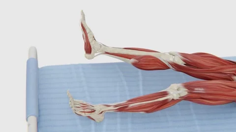 Knee Joint - Range of Motion | A clear medical illustration demonstrating the Stock Footage 328697927