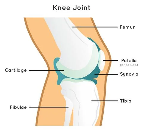 Knee joint structure and anatomy infographic diagram Stock Illustration