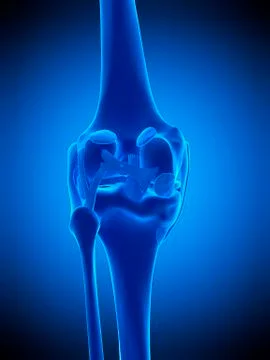Knee ligaments, illustration Stock Illustration