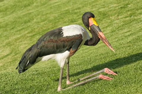 The kneeling crane Stock Photos