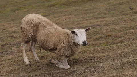 On knees, feeding sheep, rustic landscape Stock-Footage 313907035