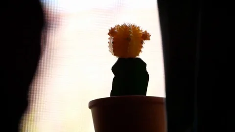 Knicknacks Cactus Silhouette Window Establishing Shot Stock Footage 110885579