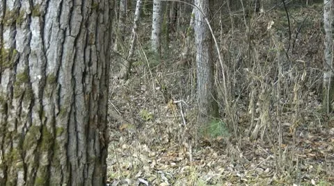 Knife and ax Stock Footage 8851577