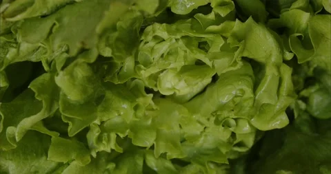 A knife cuts off Beijing cabbage. The cook slices the salad for the meal. Slow Stock Footage 236499461