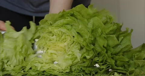 A knife cuts off Beijing cabbage. The cook slices the salad for the meal. Slow Stock Footage 236499522