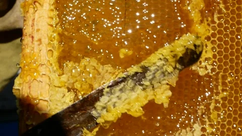 The knife cuts the wax from the frame with fresh fragrant honey in the apiary. Stock Footage 296802009