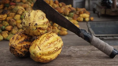 Knife for cutting the cocoa pod shells before fermenting the seeds Video stock 262966345