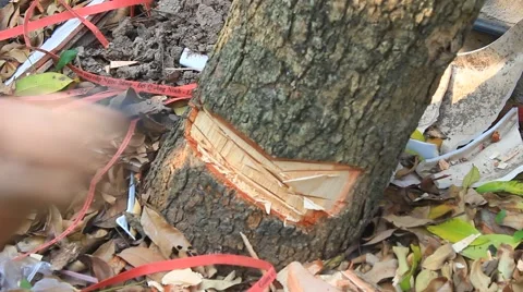 Knife cutting trees Stock Footage 42855896