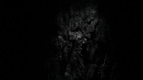 Knife on pine bark Stock Footage 36829731