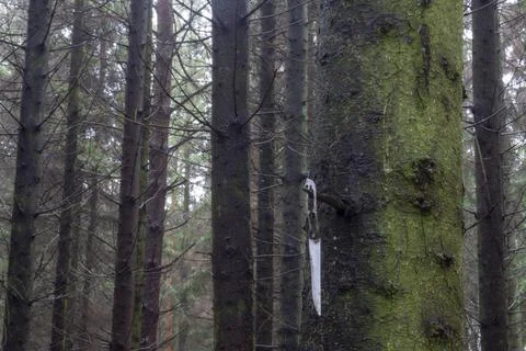 Knife shiny on a tree with moss Stock Photos