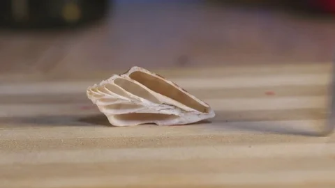 Knife Slices Through Seashell Illusion 2 Stock Footage 75660598