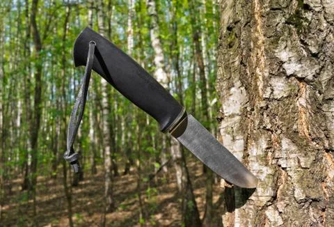 Knife stuck into a tree Stock Photos