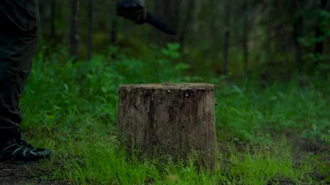 A knife is stuck into a tree stump against a background of green forest Stock Footage 280767885