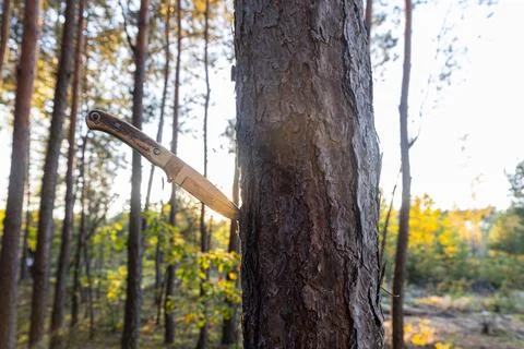 Knife Stuck in a Tree with Sunlight Streaming Through a Forest, Capturing W.. Stock Photos
