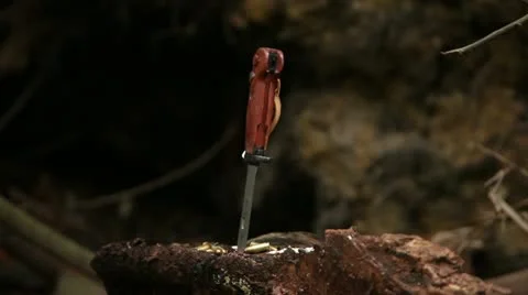 Knife in tree trunk 01 Stock Footage 22365213