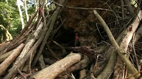 Knife in tree trunk 03 Stock Footage 22365486