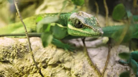 Knight anole (Anolis equestris) 库存影片 245583489