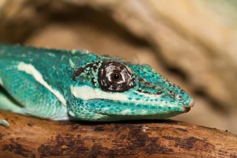 Knight Anole Stock Photos