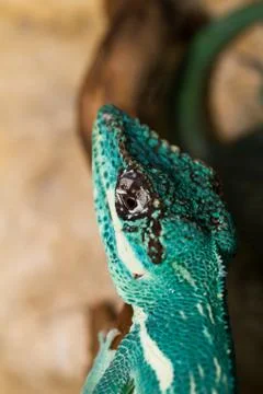 Knight Anole Stock Photos