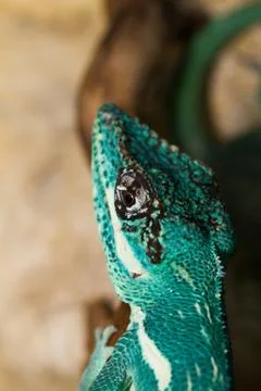 Knight Anole Stock Photos