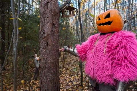 Knight in pumpkin Stock Photos