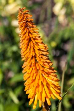 Kniphofia 'Bees Sunset' 스톡 사진