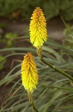 Kniphofia flowers Stock Photos
