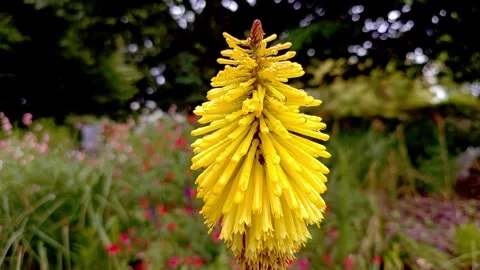 Kniphofia Stock Footage 299930955