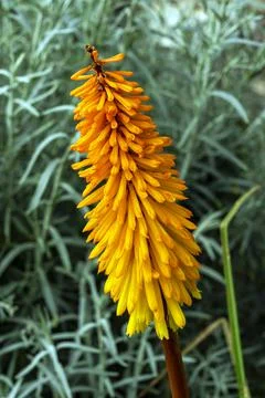 Kniphofia 'Gladness' Photos