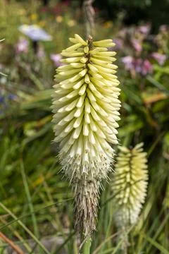 Kniphofia 'Ice Queen' 库存照片