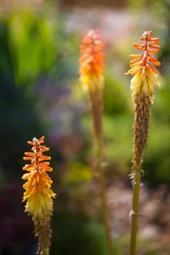 Kniphofia Stock Photos