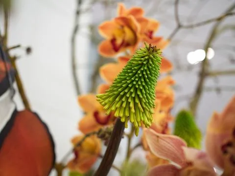 Kniphofia Stock Photos
