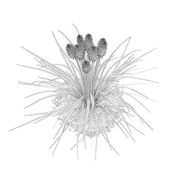 Kniphofia Plant Tritoma ~ 3D Model #96457632 | Pond5