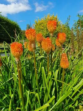 Kniphofia Rooperi Fotos de archivo