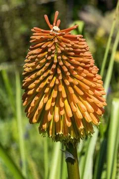 Kniphofia Rooperi 스톡 사진
