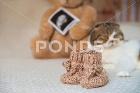 Knitted baby booties close-up. Domestic cat and teddy bear in the children's bed Stock Photos