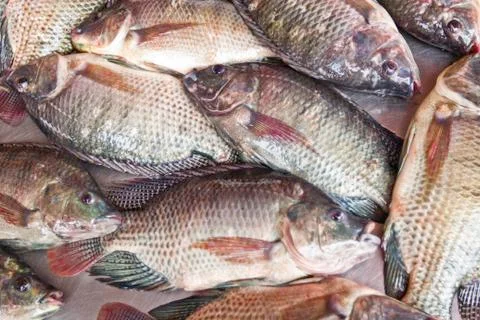 Knitted fish Stock Photos
