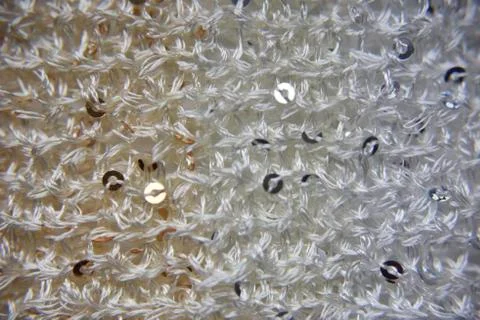 Knitted texture of fabric with sequins Stock Photos