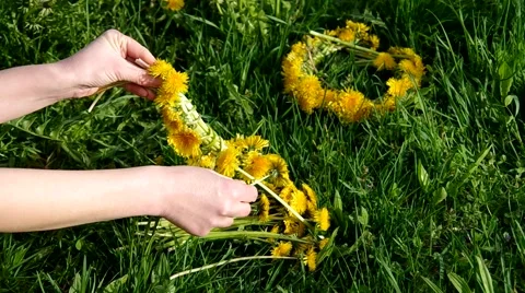 Knitting wreath of dandelions Stock Footage 65145167