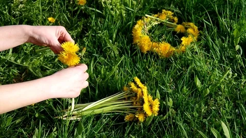 Knitting wreath of dandelions Stock Footage 71323671
